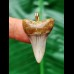3.2 cm grey Mako shark tooth pendant