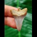 3.2 cm grey Mako shark tooth pendant