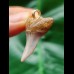 3.2 cm grey Mako shark tooth pendant