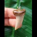 3.3 cm narrow tooth of Isurus planus as a pendant