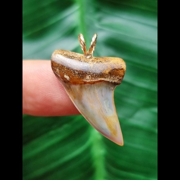 3.0 cm beautifully coloured tooth of Isurus planus as a pendant