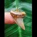 3.0 cm beautifully coloured tooth of Isurus planus as a pendant