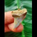 3.0 cm beautifully coloured tooth of Isurus planus as a pendant