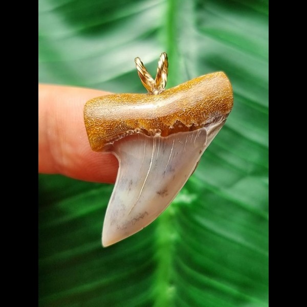 3.4 cm bluish tooth of Isurus planus as a pendant