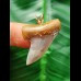 3.4 cm bluish tooth of Isurus planus as a pendant