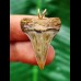 2.9 cm symmetrical tooth of the mako shark as a pendant