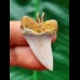 3.4 cm light-coloured tooth of Isurus planus as a pendant