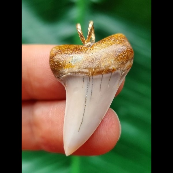 3.4 cm light-coloured tooth of Isurus planus as a pendant