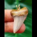 3.4 cm light-coloured tooth of Isurus planus as a pendant