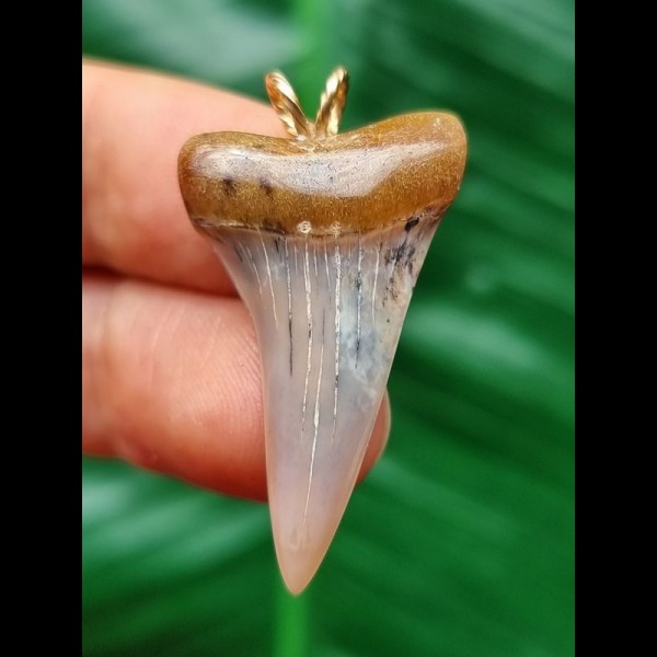 3.5 cm narrow tooth of the Mako shark as a pendant