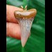 3.5 cm narrow tooth of the Mako shark as a pendant