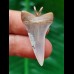 3.5 cm narrow tooth of the Mako shark as a pendant