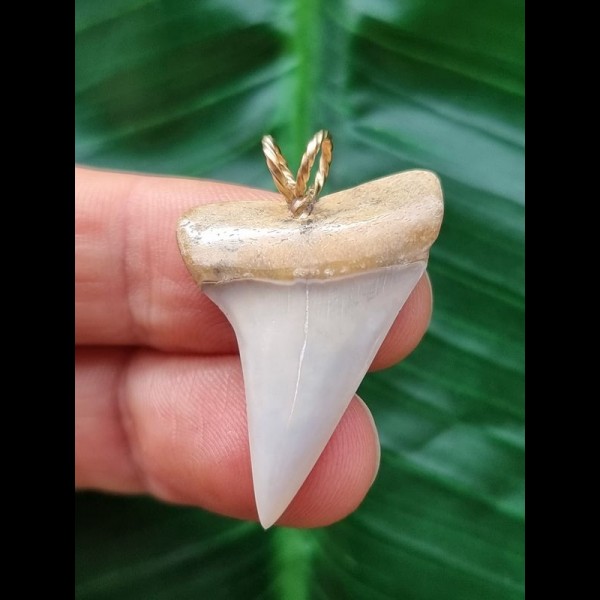 3.2 cm white tooth of the Mako shark as a pendant