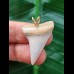3.2 cm white tooth of the Mako shark as a pendant