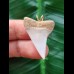 3.2 cm white tooth of the Mako shark as a pendant