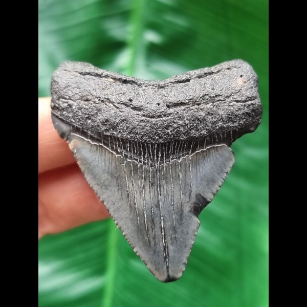5.6 cm grey tooth of the Megalodon