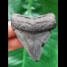 5.6 cm grey tooth of the Megalodon