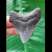 5.6 cm grey tooth of the Megalodon