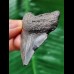 5.6 cm grey tooth of the Megalodon
