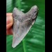 5.6 cm grey tooth of the Megalodon