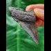 5.6 cm grey tooth of the Megalodon