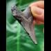5.6 cm grey tooth of the Megalodon