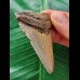 5.8 cm brown tooth of the Megalodon
