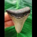 5.7 cm dagger-shaped tooth of the Megalodon