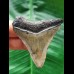 5.7 cm dagger-shaped tooth of the Megalodon