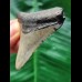 5.7 cm dagger-shaped tooth of the Megalodon