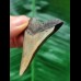 5.7 cm dagger-shaped tooth of the Megalodon