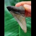 5.7 cm dagger-shaped tooth of the Megalodon