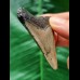 5.7 cm dagger-shaped tooth of the Megalodon
