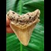 6,0 cm heller Zahn des Megalodon