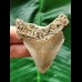 6,0 cm heller Zahn des Megalodon