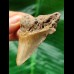 6,0 cm heller Zahn des Megalodon