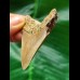 6,0 cm heller Zahn des Megalodon