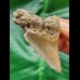 6,0 cm heller Zahn des Megalodon