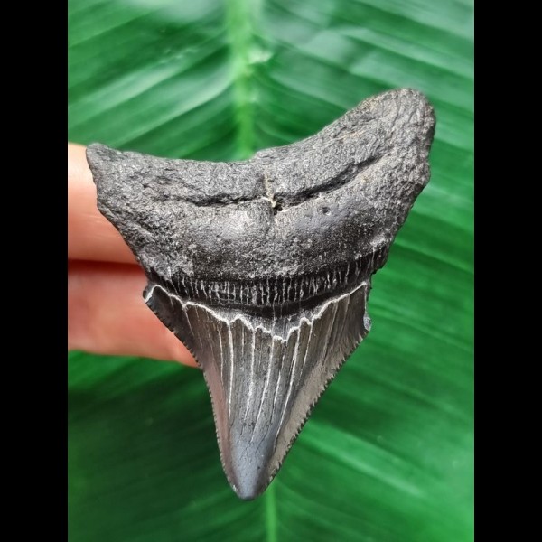 6,9 cm dunkler Zahn des Megalodon