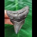 6,9 cm dunkler Zahn des Megalodon