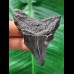 6,9 cm dunkler Zahn des Megalodon