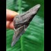 6,9 cm dunkler Zahn des Megalodon