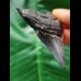 6,9 cm dunkler Zahn des Megalodon