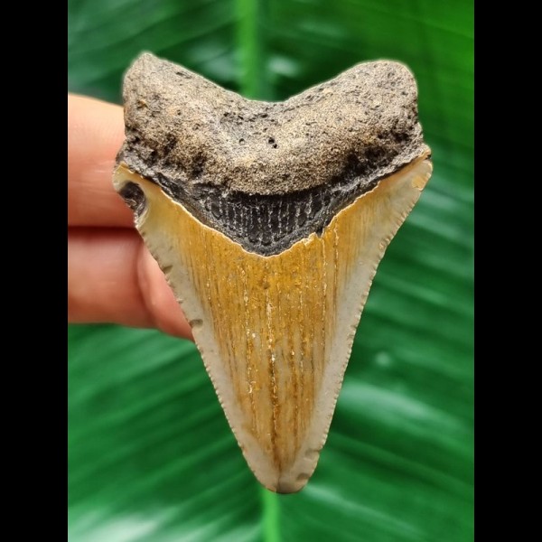 6.0 cm light-coloured dagger-shaped tooth of the Megalodon