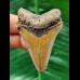 6.0 cm light-coloured dagger-shaped tooth of the Megalodon
