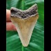 6.0 cm light-coloured dagger-shaped tooth of the Megalodon