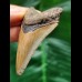 6.0 cm light-coloured dagger-shaped tooth of the Megalodon