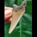 6.0 cm light-coloured dagger-shaped tooth of the Megalodon