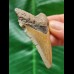 6.0 cm light-coloured dagger-shaped tooth of the Megalodon