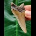 6.0 cm light-coloured dagger-shaped tooth of the Megalodon